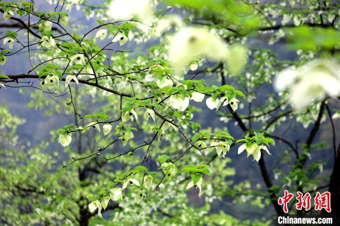 珙桐在春末夏初之際開花，花期較短。　呂楊 攝