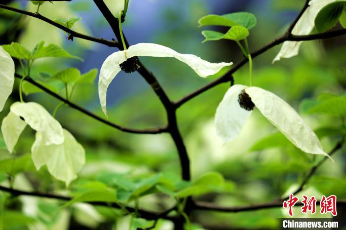 兩片潔白的花瓣隨風搖曳就像飛翔的白鴿。　呂楊 攝