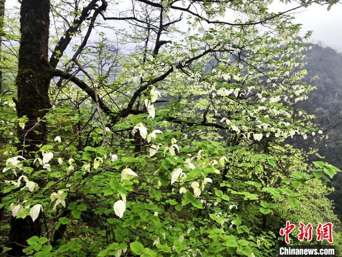 山谷兩側(cè)高大繁茂的珙桐樹。　呂楊 攝
