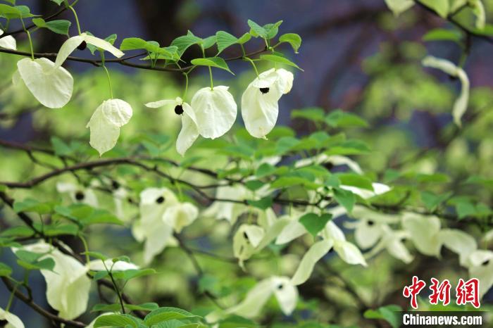 珙桐樹開出潔白的花朵?！螚?攝