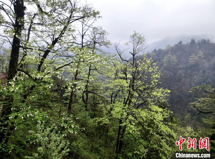 珙桐花朵潔白素雅，與青山雨霧融為一體?！螚?攝