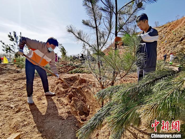 圖為西寧市城東區(qū)義務植樹活動現(xiàn)場?！?zhí)砀?攝
