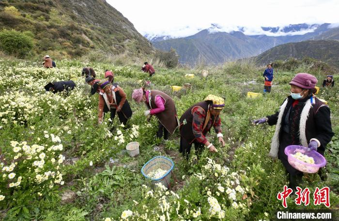 “落戶”黑水的杭白菊。桐鄉(xiāng)市宣傳部提供