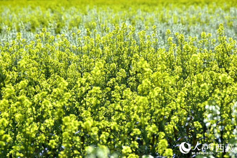 盛開的小油菜花。人民網(wǎng) 李海霞攝
