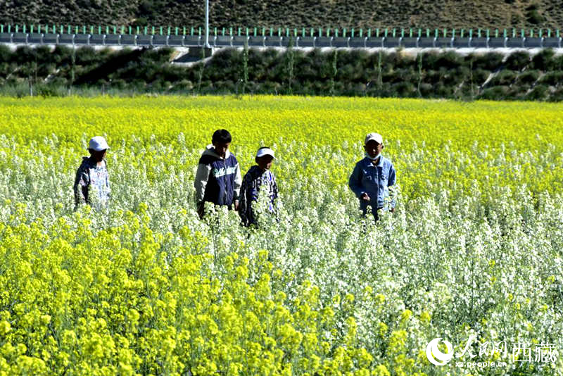 小孩在油菜花田嬉戲。人民網(wǎng) 李海霞攝