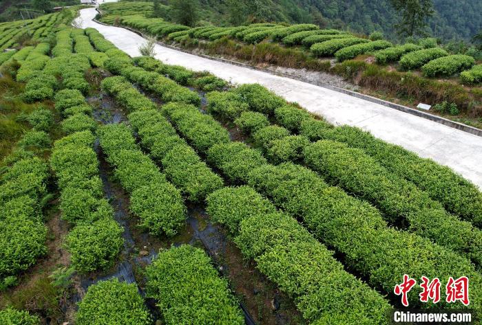 圖為西藏林芝市墨脫縣背崩鄉(xiāng)格林村山頂?shù)木坝^茶園。(無(wú)人機(jī)照片) 李林 攝