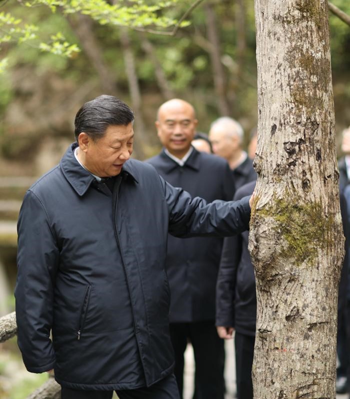 2020年4月20日，中共中央總書(shū)記、國(guó)家主席、中央軍委主席習(xí)近平在陜西考察調(diào)研。這是習(xí)近平在位于商洛市柞水縣的秦嶺牛背梁國(guó)家級(jí)自然保護(hù)區(qū)，考察秦嶺生態(tài)保護(hù)情況。 新華社記者 鞠鵬 攝