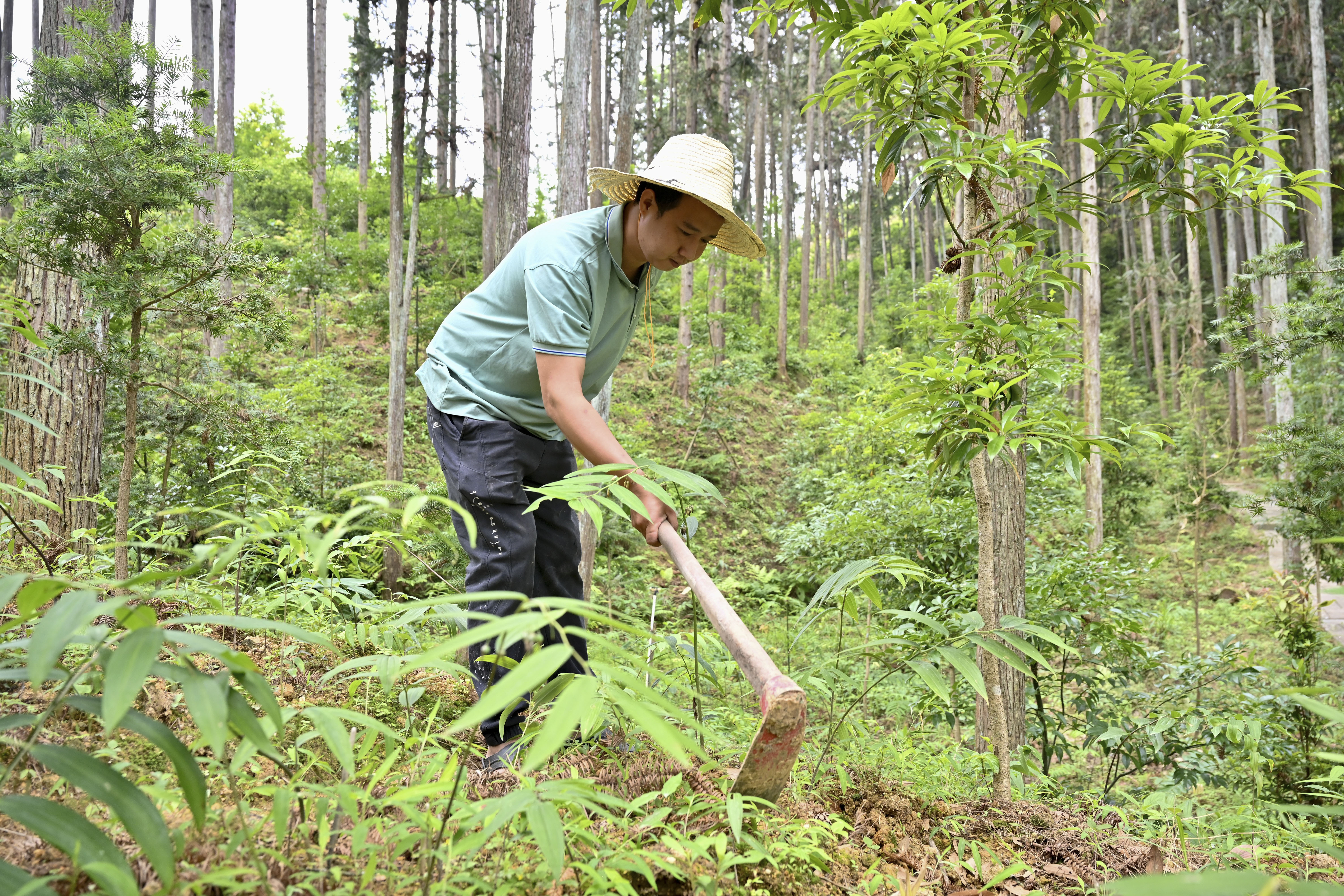 2024年5月9日，福建省三明市馬巖林下經(jīng)濟(jì)種植示范基地工人在管理林下種植的多花黃精。