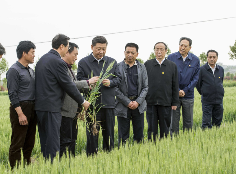 2016年4月25日下午，習(xí)近平在安徽滁州市鳳陽(yáng)縣小崗村察看小麥長(zhǎng)勢(shì)。左一為種糧大戶(hù)程夕兵。新華社記者 李學(xué)仁 攝