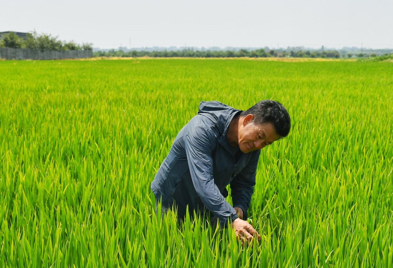 程夕兵在農(nóng)田里檢查水稻種植情況。人民網(wǎng)記者 周坤 攝