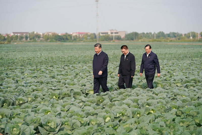 2024年11月5日，習(xí)近平總書記在湖北嘉魚潘家灣鎮(zhèn)十里蔬菜長廊考察。