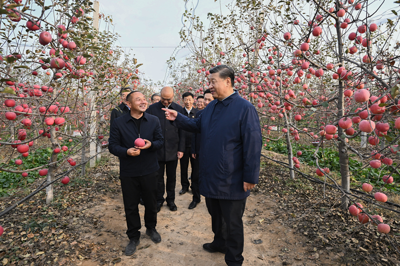 2022年10月26日，習(xí)近平總書記在陜西省延安市安塞區(qū)高橋鎮(zhèn)南溝村的蘋果園里同老鄉(xiāng)們親切交流。