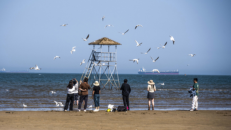 2024年5月12日，河北秦皇島，北戴河鴿子窩公園成群海鷗在天空中自由翱翔，與大海、藍(lán)天構(gòu)成了一幅美麗的畫卷。