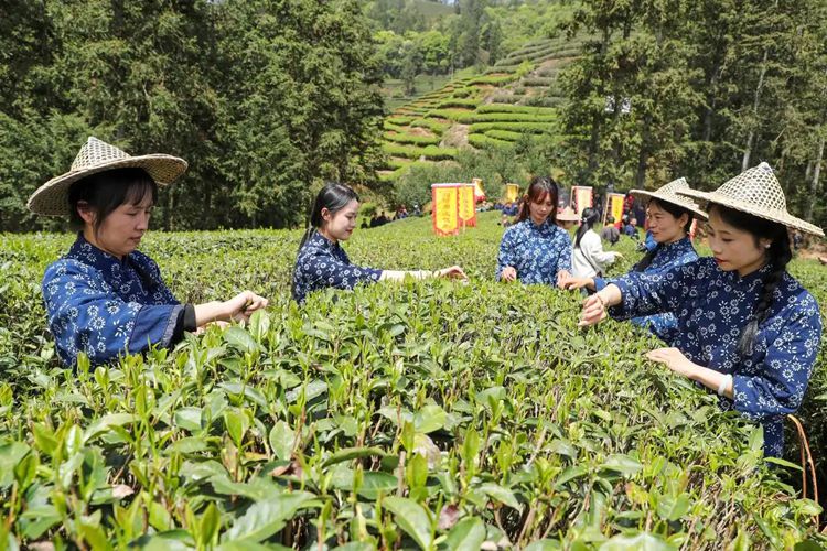 2025年4月13日，福建武夷山市星村鎮(zhèn)朝陽村茶農(nóng)在生態(tài)茶園展示采茶。新華社發(fā)（邱汝泉 攝）