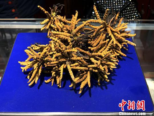 圖為冬蟲(chóng)夏草?！O睿 攝