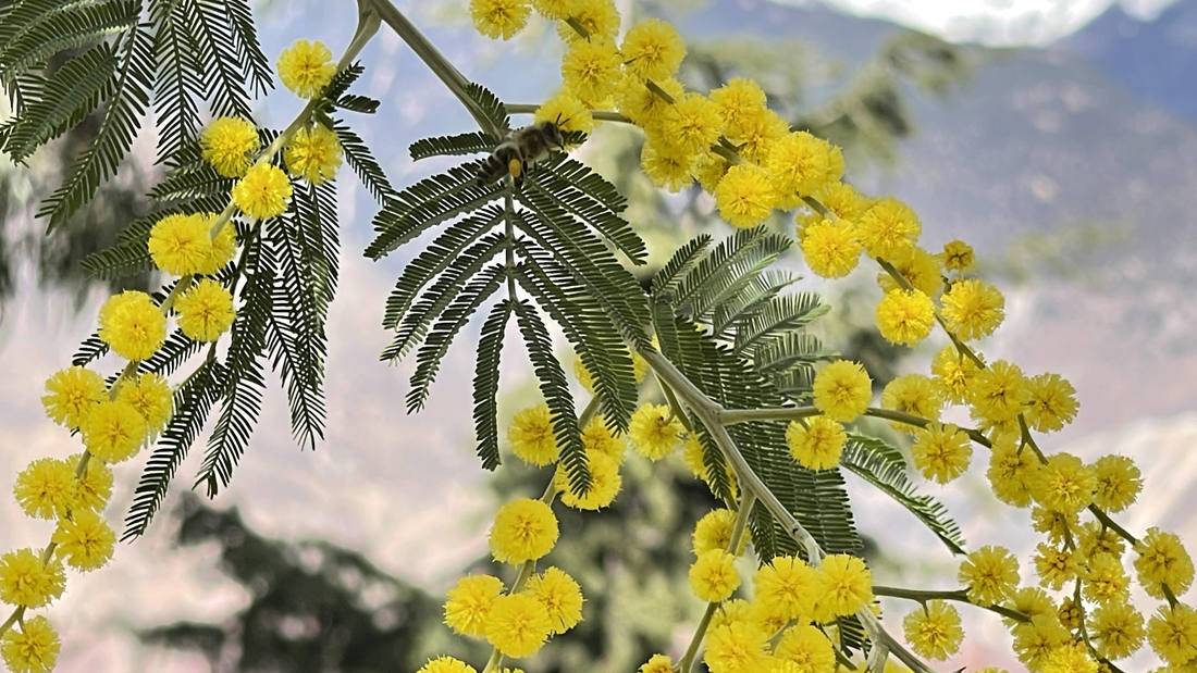 蜜蜂在金合歡花枝上休憩。