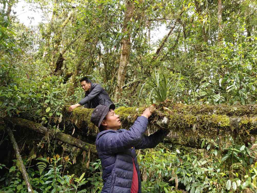 蘭花歸野。圖片由山水自然保護(hù)中心提供