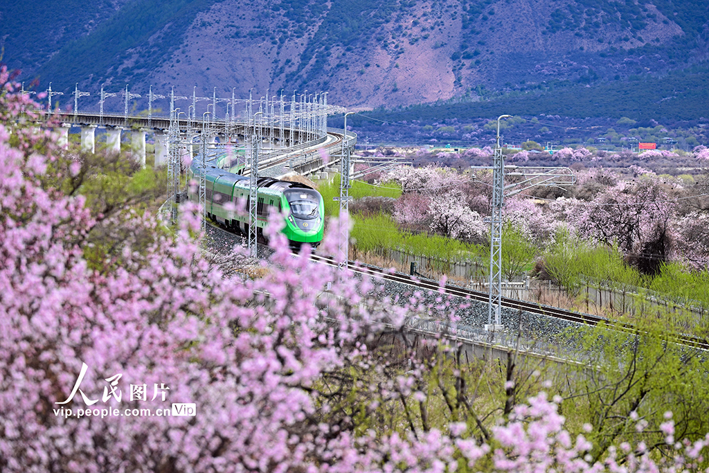 西藏林芝：雪域高原列車穿越花?！?】