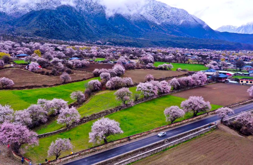 波密縣傾多鎮(zhèn)如納村盛開的桃花。徐馭堯攝