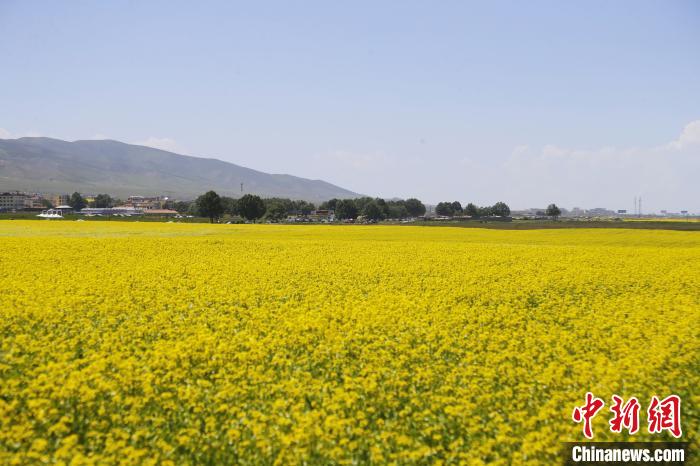 圖為青海湖畔油菜花海?！●R銘言 攝