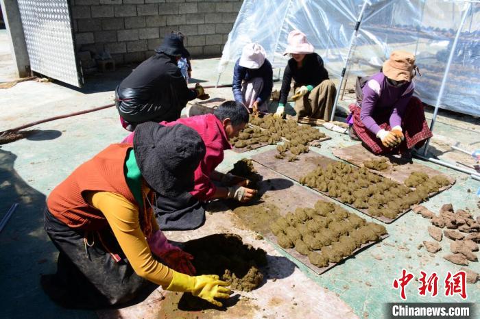 鮮牛糞加工成走俏燃料四川壤塘牧民走出致富新路