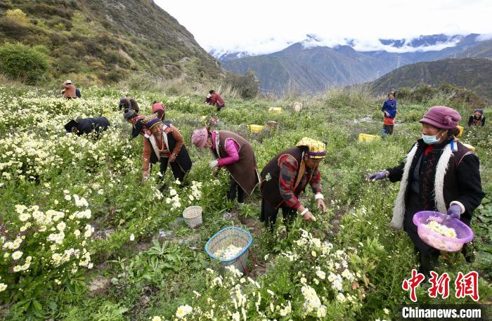 “落戶”黑水的杭白菊。桐鄉(xiāng)市宣傳部提供