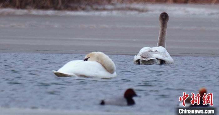 圖為疣鼻天鵝水面休憩?！∏嗪?guó)家公園觀鳥(niǎo)協(xié)會(huì)供圖 攝