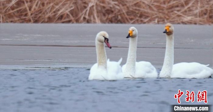 圖為疣鼻天鵝與大天鵝。　青海國(guó)家公園觀鳥(niǎo)協(xié)會(huì)供圖 攝