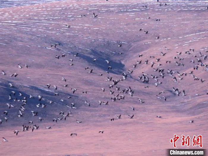 圖為黑頸鶴翔集于青海嘉塘草原上。　青海省玉樹藏族自治州稱多縣委宣傳部供圖