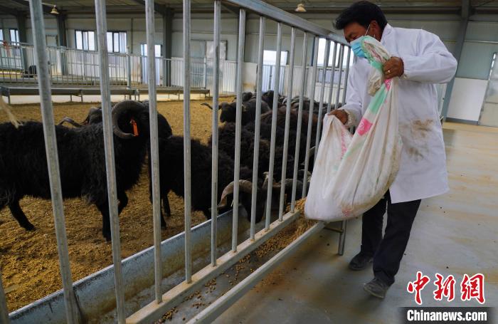 圖為飼養(yǎng)員給黑藏羊喂食?！●R銘言 攝