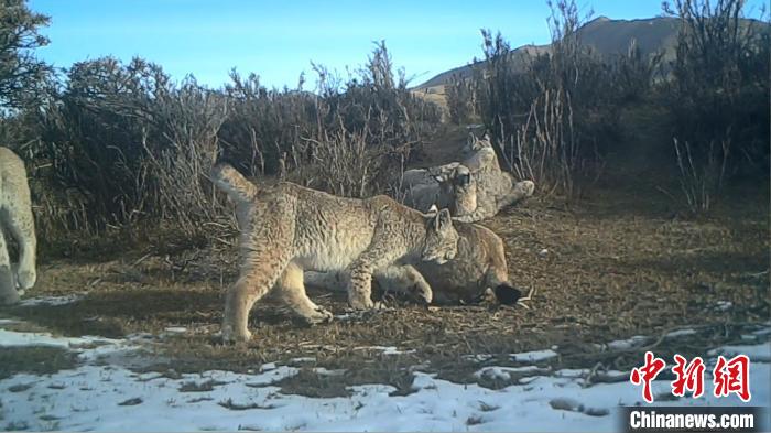 圖為紅外相機拍攝到的猞猁?！∑钸B山國家公園青海省管理局供圖