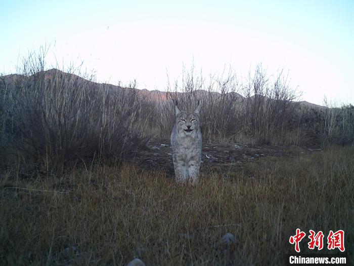 祁連山國(guó)家公園（青海）：猞猁野外繁育創(chuàng)造世界新紀(jì)錄