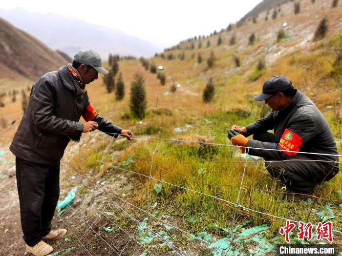 祁連山南麓“用羊種草”治生態(tài)“傷疤”