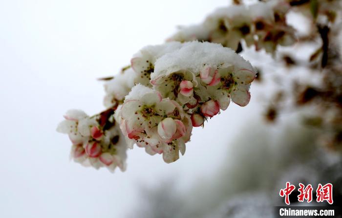 花兒被冰雪覆蓋?！±钣腊?　攝