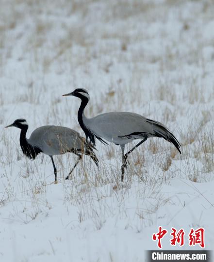 在若爾蓋濕地的蓑羽鶴?！∩袞|機 攝