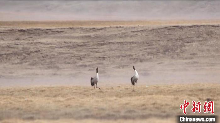 “鳥類大熊貓”黑頸鶴群“落戶”祁連山木里濕地