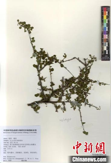 中國科研人員在橫斷山區(qū)發(fā)現植物新種旱谷蛇藤