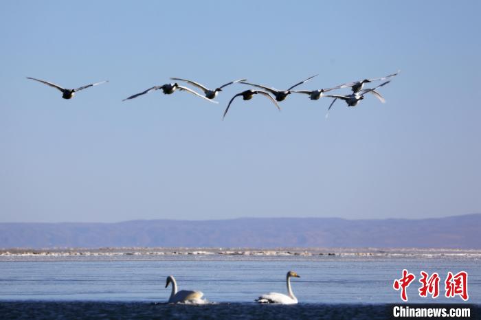 圖為大天鵝在青海湖上空飛翔?！●R怡睿 攝