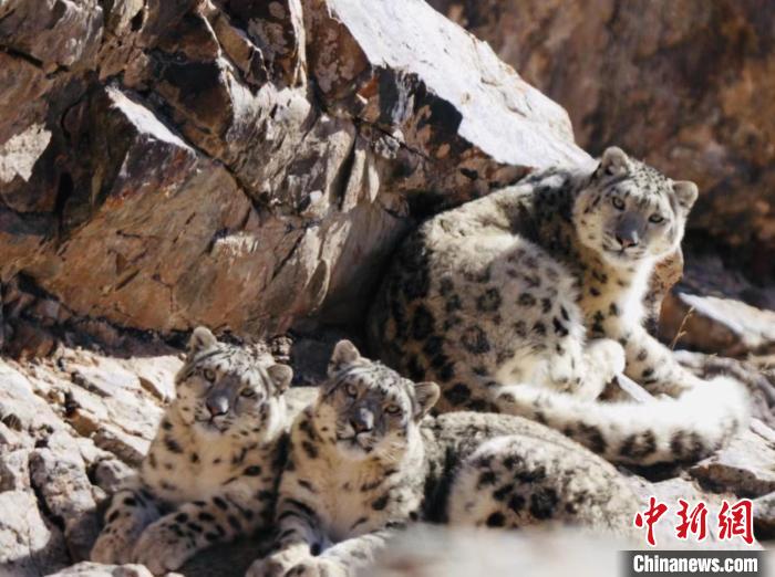 青海都蘭：雪豹、兔猻等多種珍稀野生動物亮相