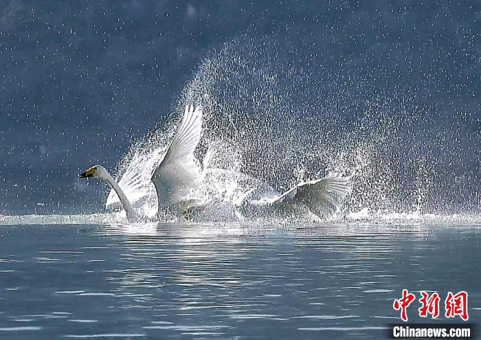 圖為大天鵝在水中嬉戲。　嚴桉 攝