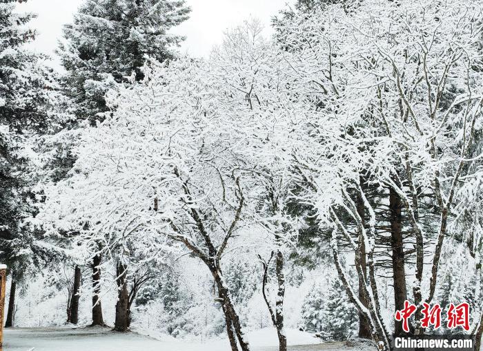 大熊貓國家公園王朗片區(qū)春雪如畫，宛若仙境。　羅春平 攝