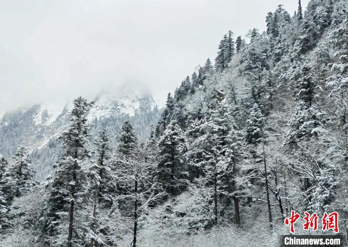 大熊貓國家公園王朗片區(qū)春雪如畫，宛若仙境?！×_春平 攝