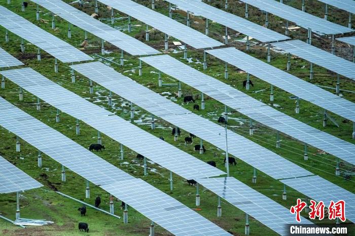 柯拉光伏板距地面高度超過1.8米，可滿足植被生長需要，又能保障牛羊放牧空間，實現(xiàn)“牧光”互補(bǔ)。　劉忠俊 攝