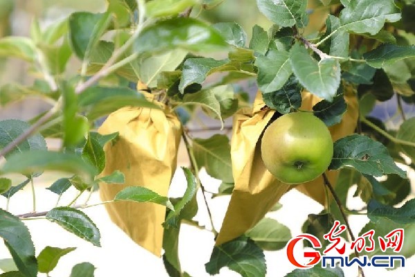 我們的家園｜小蘋果帶動大產業(yè)，帶你看看這座阿壩州小村的鄉(xiāng)村振興新模式