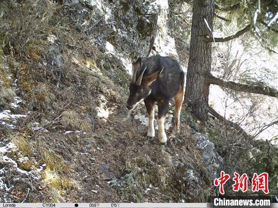 圖為相同位點記錄到的國家二級重點保護野生動物—中華鬣羚?！≈袊茖W院昆明動物研究所提供