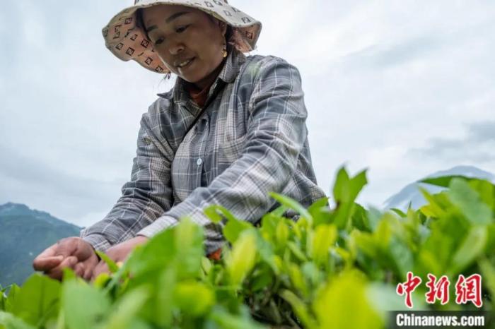 圖為墨脫縣背崩鄉(xiāng)門巴族民眾采摘茶葉。