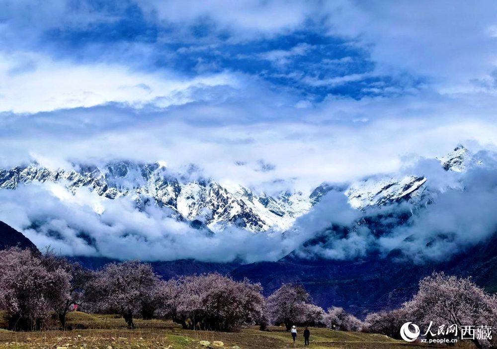 雪山下的桃花。人民網(wǎng) 李海霞攝