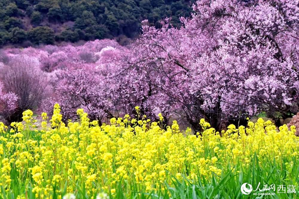 桃花與油菜花交相輝映。人民網(wǎng) 李海霞攝