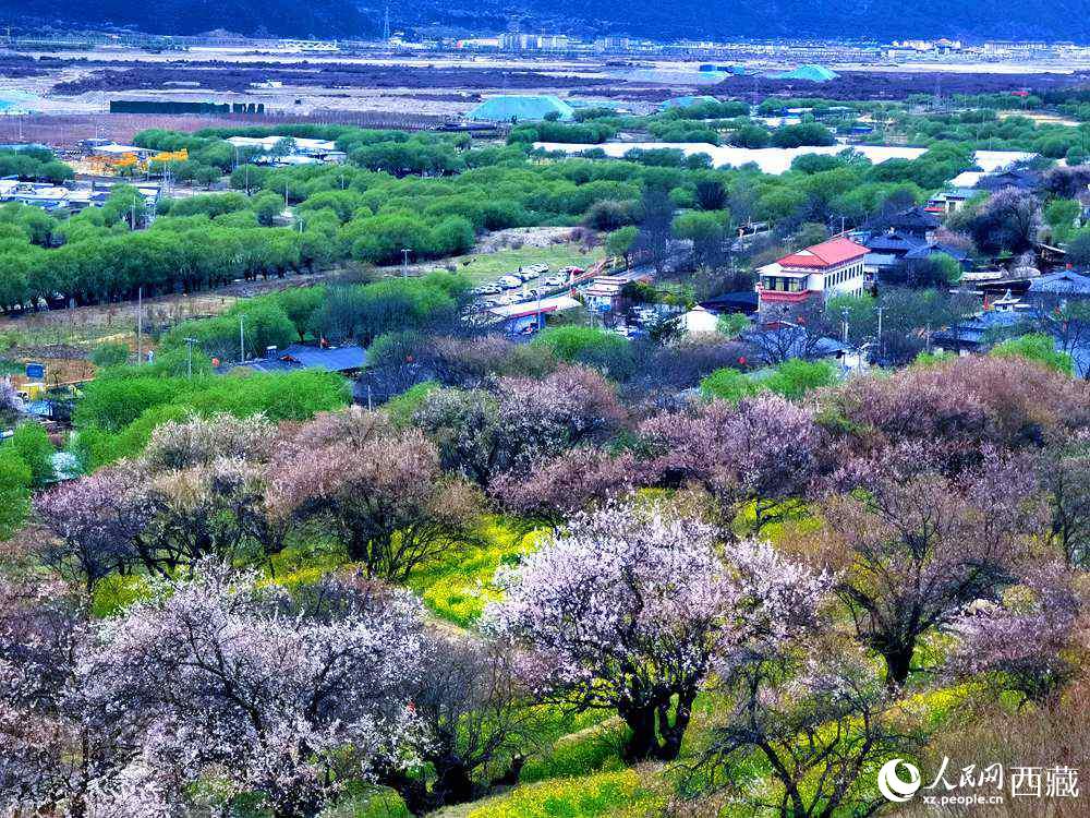 漫山開放的野桃花。人民網(wǎng) 李海霞攝