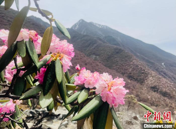 近日，西藏自治區(qū)山南市加查縣索囊溝的杜鵑花競相綻放。　冉文娟 攝